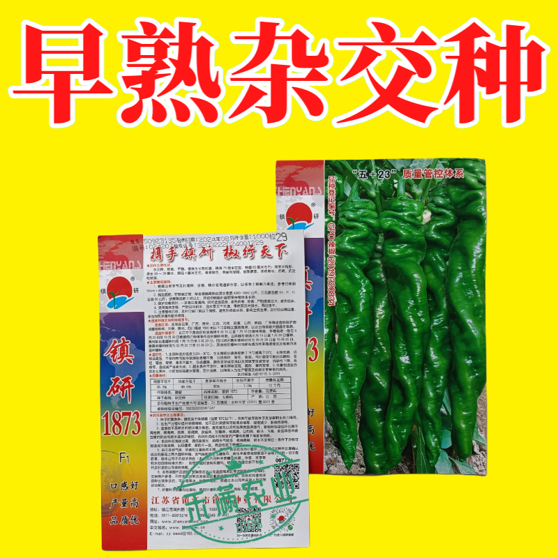 畅销全螺形螺丝椒种子抗逆抗病性强香辣高产辣椒种籽早春种植