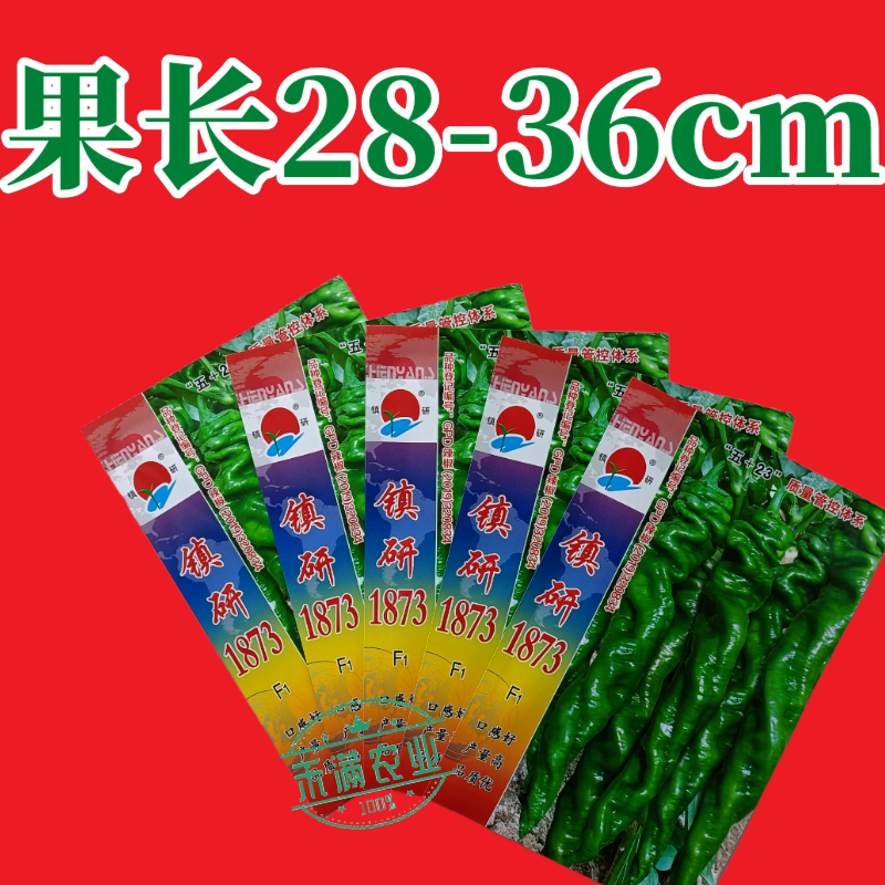 畅销全螺形螺丝椒种子抗逆抗病性强香辣高产辣椒种籽早春种植