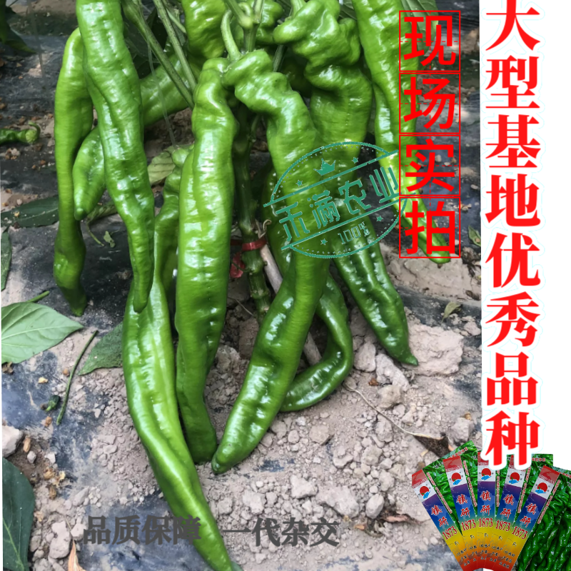 畅销全螺形螺丝椒种子抗逆抗病性强香辣高产辣椒种籽早春种植