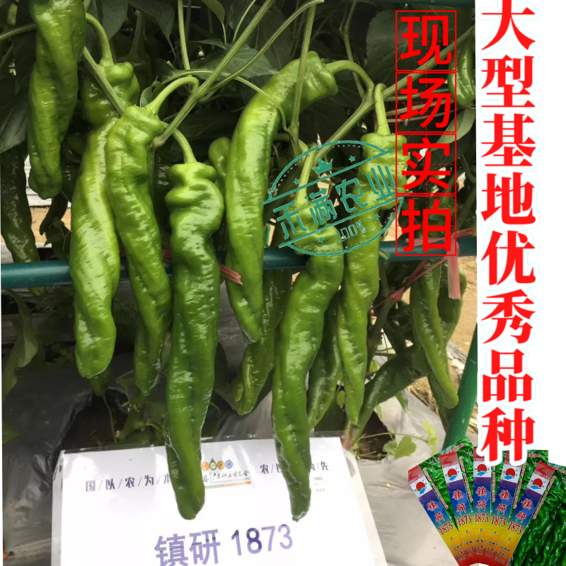 畅销全螺形螺丝椒种子抗逆抗病性强香辣高产辣椒种籽早春种植