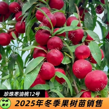 珍珠枣油桃12号6月15日成熟免疏果口感脆甜