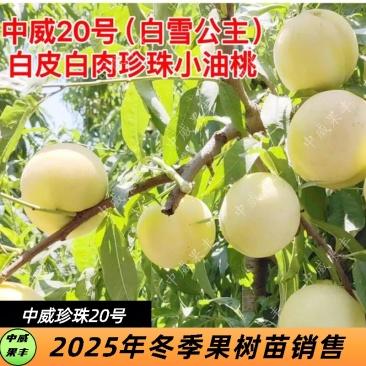 中威20号免套袋白皮白肉珍珠小油桃6月中下旬成熟桃树苗