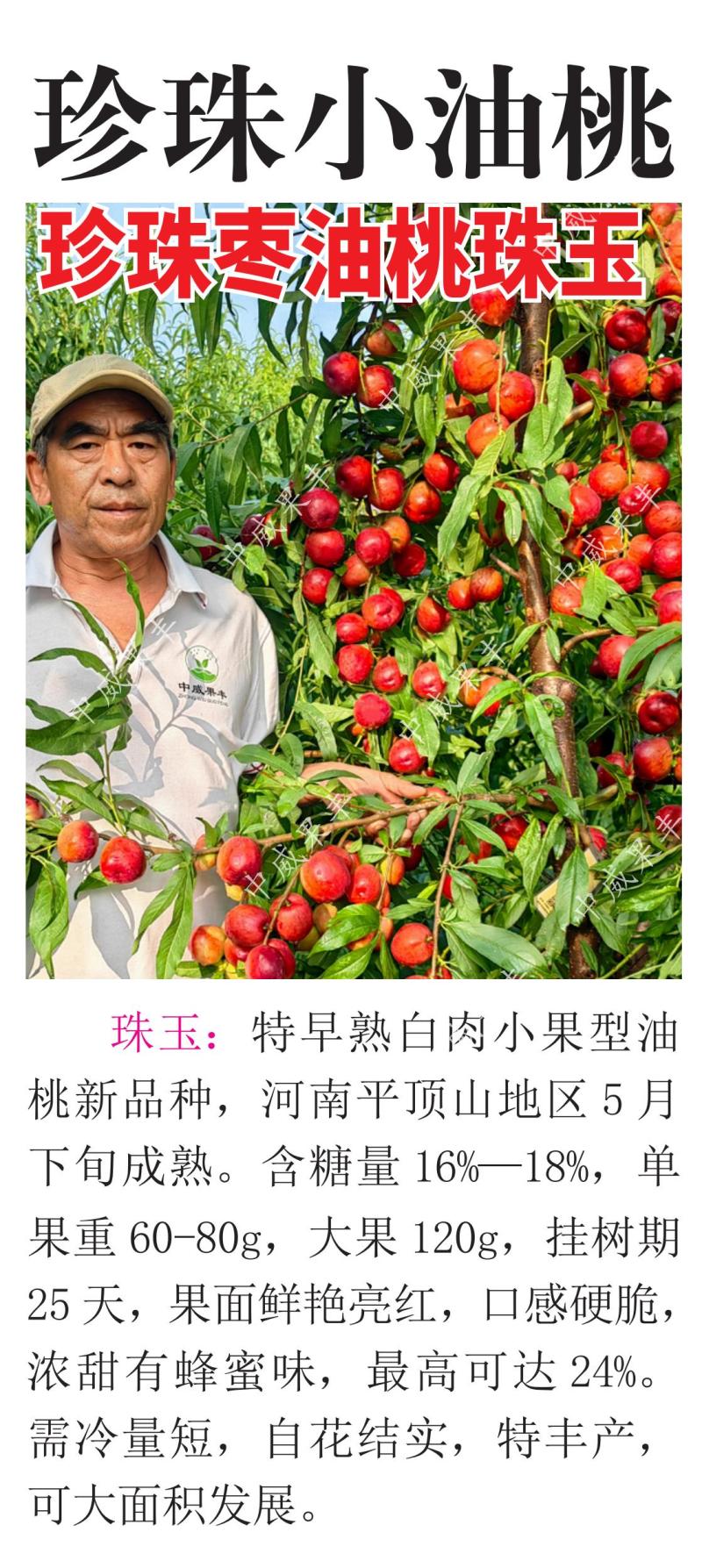 珠玉白肉珍珠小油桃5月底成熟口感脆甜浓甜有蜂蜜