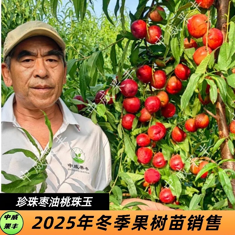 珠玉白肉珍珠小油桃5月底成熟口感脆甜浓甜有蜂蜜