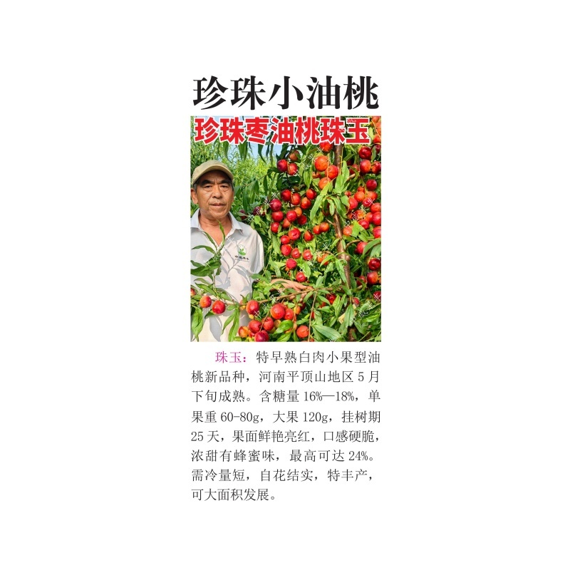 珠玉白肉珍珠小油桃5月底成熟口感脆甜浓甜有蜂蜜