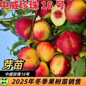中威16号白肉离核珍珠小油桃7上旬成熟抗冻害不裂