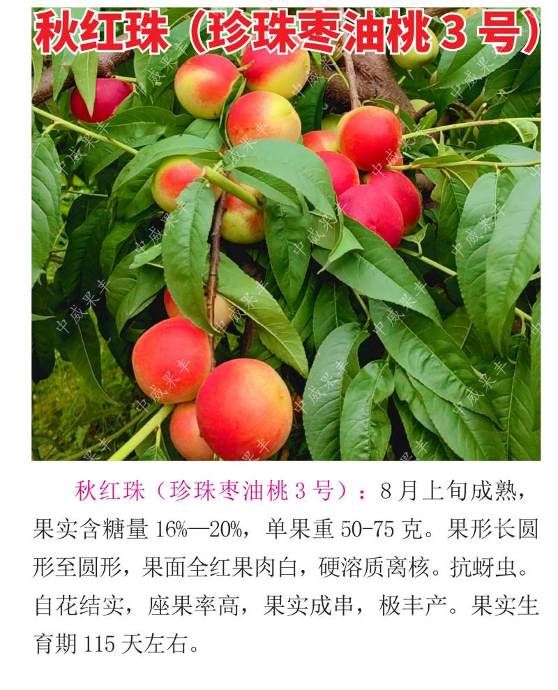 秋红珠，珍珠枣油桃3号8月上旬成熟硬溶质离核