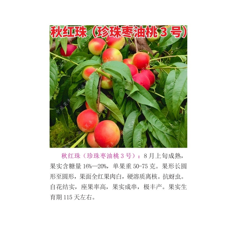 秋红珠，珍珠枣油桃3号8月上旬成熟硬溶质离核
