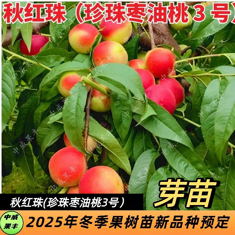 秋红珠，珍珠枣油桃3号8月上旬成熟硬溶质离核