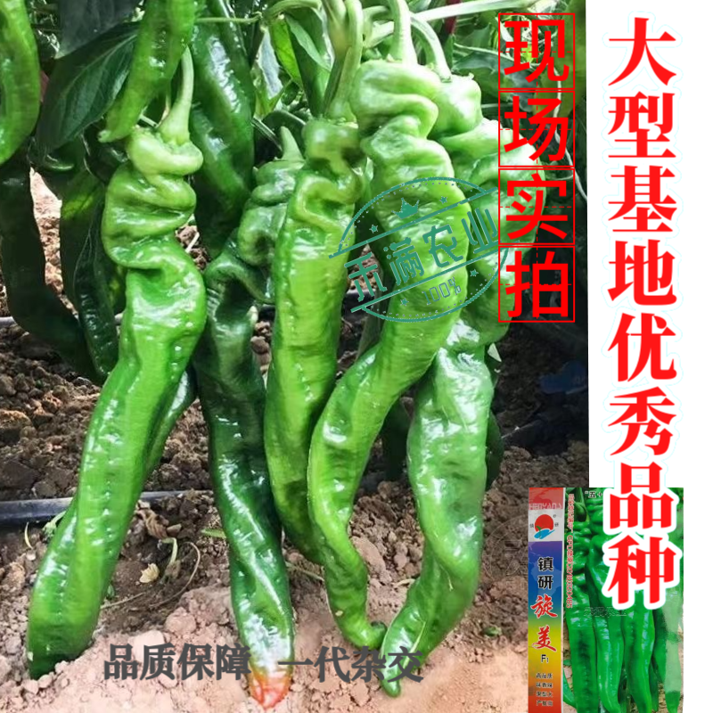 正宗螺丝椒种子辣椒种籽尖椒籽种蔬菜苗秧苗四季特大高产辣椒