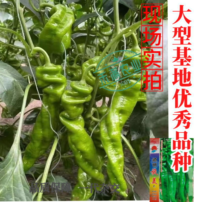 正宗螺丝椒种子辣椒种籽尖椒籽种蔬菜苗秧苗四季特大高产辣椒