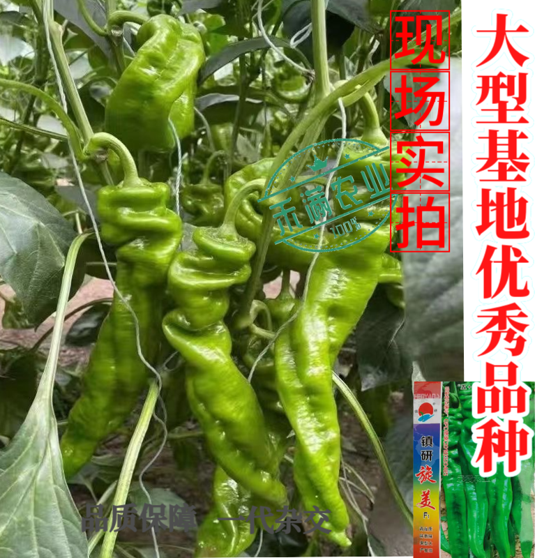 正宗螺丝椒种子辣椒种籽尖椒籽种蔬菜苗秧苗四季特大高产辣椒