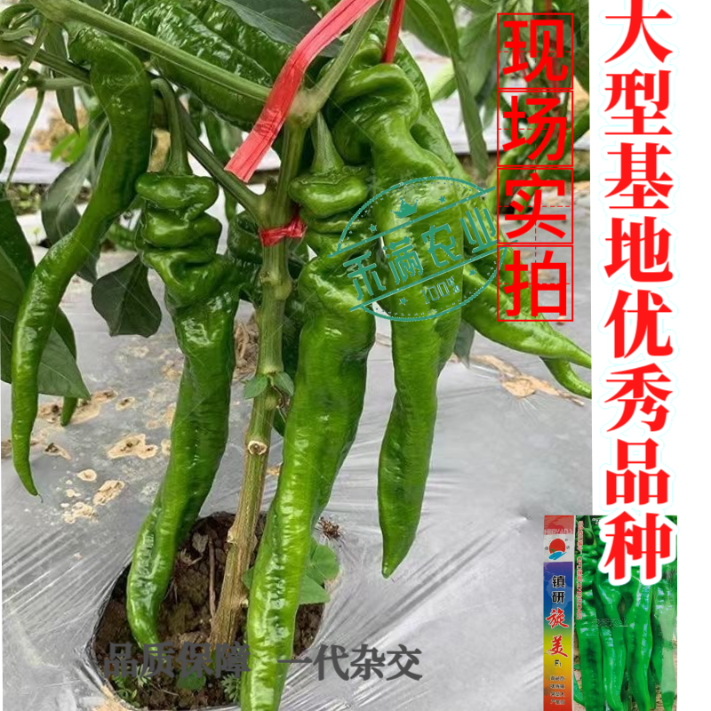 正宗螺丝椒种子辣椒种籽尖椒籽种蔬菜苗秧苗四季特大高产辣椒