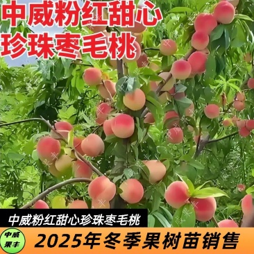 中威粉红甜心珍珠枣毛桃6月中旬成熟抗性强免疏果免套袋