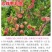 中威粉红甜心珍珠枣毛桃6月中旬成熟抗性强免疏果免套袋