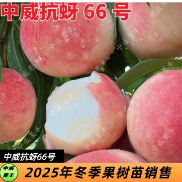 抗蚜66号毛桃树苗7月上中旬成熟口感酥脆浓甜清香