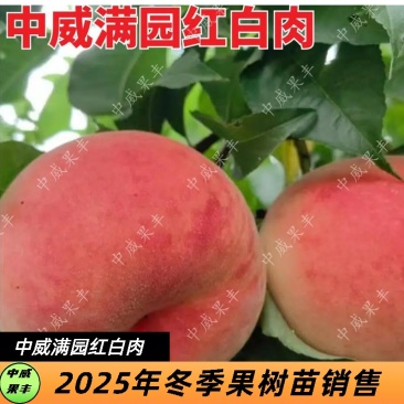 满园红白肉红毛桃7月上中旬肉质细腻脆甜可口的桃树苗