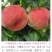 满园红白肉红毛桃7月上中旬肉质细腻脆甜可口的桃树苗