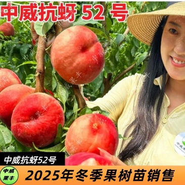 抗蚜52号白肉毛桃6月中下旬可大面积发展的精品桃树苗