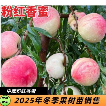 粉红香蜜早熟毛桃5月下旬成熟口感脆甜耐储运