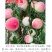 粉红香蜜早熟毛桃5月下旬成熟口感脆甜耐储运