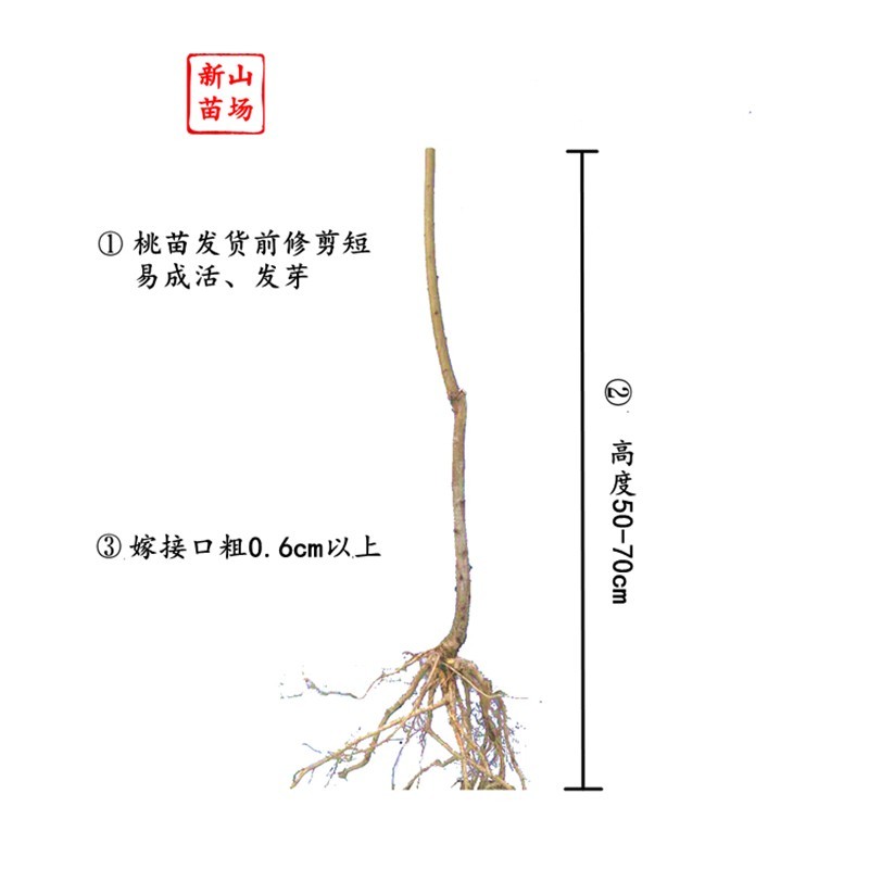 蜜彤早熟5月低冷量广东广西种新品白肉台农水蜜桃子