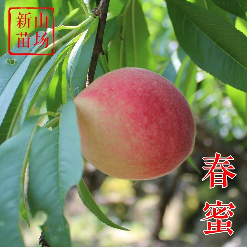 春蜜5月底硬脆白肉中桃绯玉红玉早春王京红早熟桃子