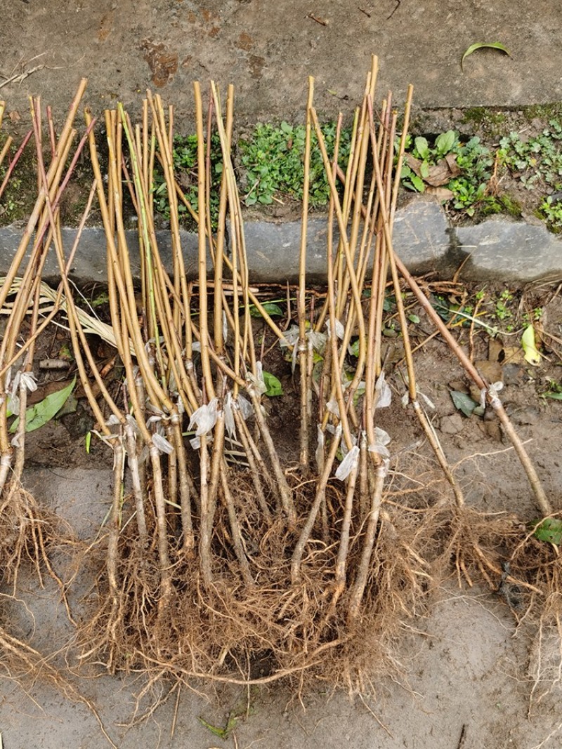 春蜜5月底硬脆白肉中桃绯玉红玉早春王京红早熟桃子