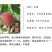 春蜜5月底硬脆白肉中桃绯玉红玉早春王京红早熟桃子