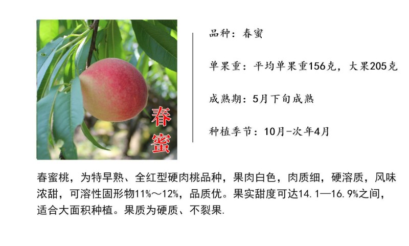 春蜜5月底硬脆白肉中桃绯玉红玉早春王京红早熟桃子