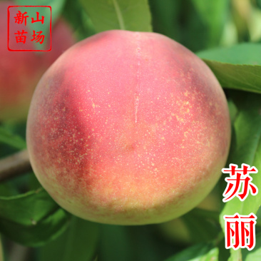 苏丽桃7月白肉sh硬脆甜不软挂树长漂亮毛水蜜桃子