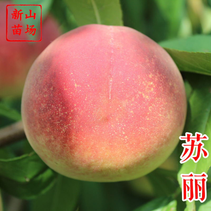 苏丽桃7月白肉sh硬脆甜不软挂树长漂亮毛水蜜桃子