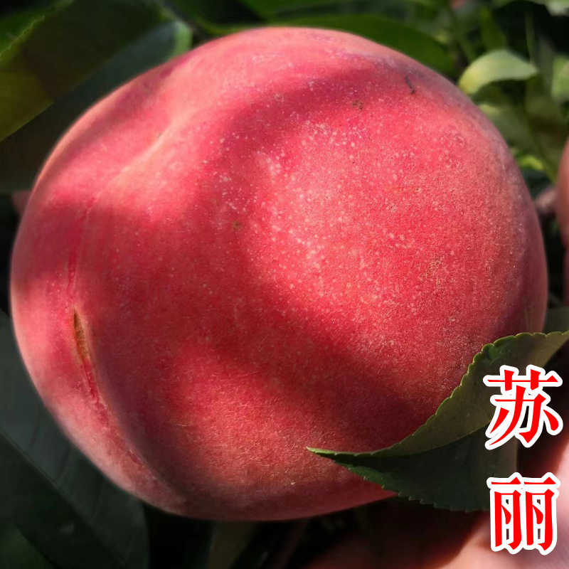苏丽桃7月白肉sh硬脆甜不软挂树长漂亮毛水蜜桃子