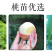 苏丽桃7月白肉sh硬脆甜不软挂树长漂亮毛水蜜桃子