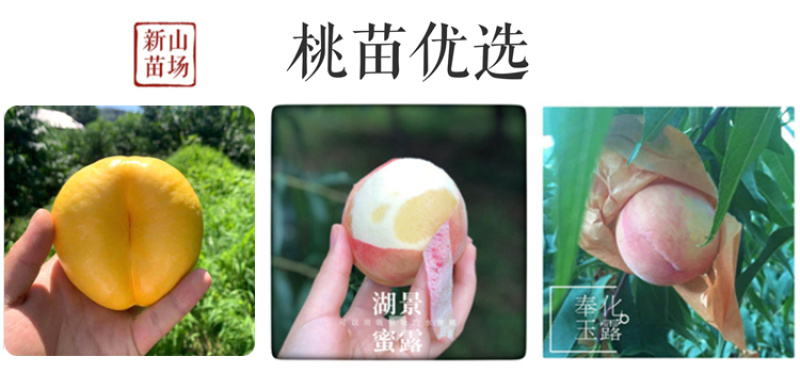 苏丽桃7月白肉sh硬脆甜不软挂树长漂亮毛水蜜桃子