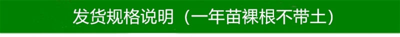 苏丽桃7月白肉sh硬脆甜不软挂树长漂亮毛水蜜桃子