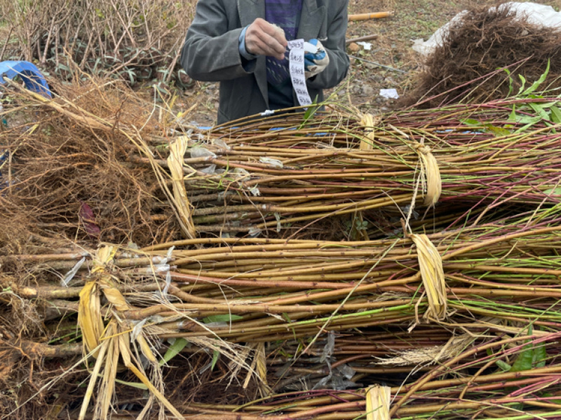 苏丽桃7月白肉sh硬脆甜不软挂树长漂亮毛水蜜桃子