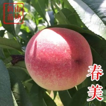 【突围桃苗】春美6月早熟大果丰产加州早甜嫁接苗春雪桃子树