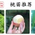 【突围桃苗】春美6月早熟大果丰产加州早甜嫁接苗春雪桃子树
