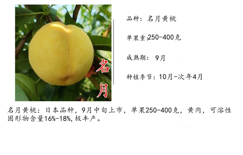 【名月黄桃苗】日本新品种9月晚熟黄金蜜黄金脆4号黄桃子树