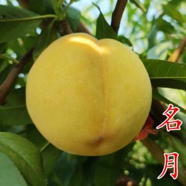 【名月黄桃苗】日本新品种9月晚熟黄金蜜黄金脆4号黄桃子树