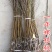 日本桃水8月初280克晚熟新品种八月桃子树苗浙江