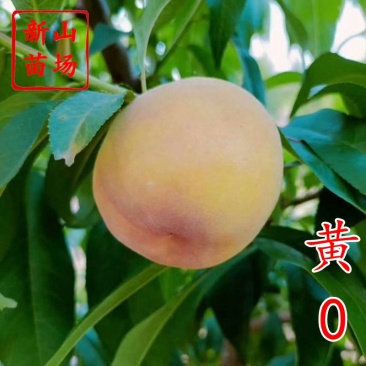 黄金蜜0号新品种5月底早熟易管理黄桃子树苗浙江