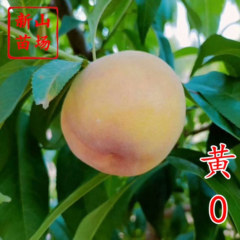 黄金蜜0号新品种5月底早熟易管理黄桃子树苗浙江