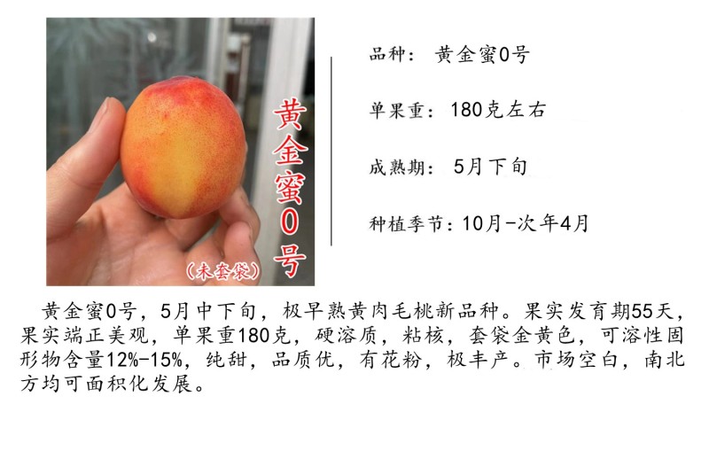 黄金蜜0号新品种5月底早熟易管理黄桃子树苗浙江
