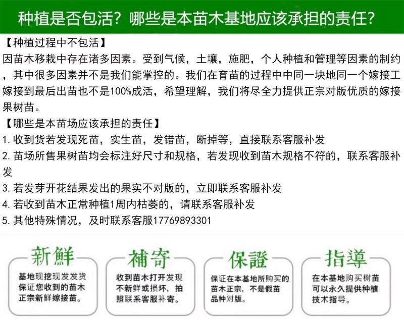 黄金蜜0号新品种5月底早熟易管理黄桃子树苗浙江