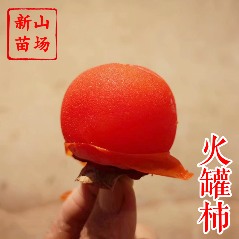 【小火罐柿苗】软柿吊红柿饼火葫芦灯笼涩柿挂树期长火晶柿子