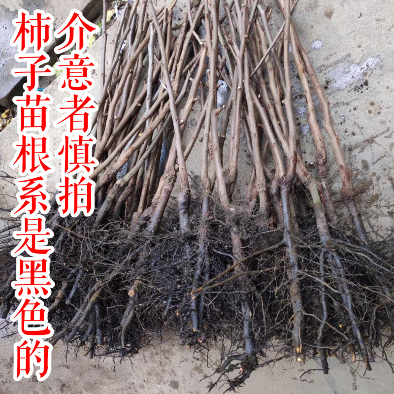 【小火罐柿苗】软柿吊红柿饼火葫芦灯笼涩柿挂树期长火晶柿子