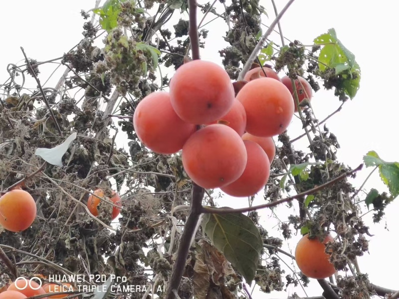 【小火罐柿苗】软柿吊红柿饼火葫芦灯笼涩柿挂树期长火晶柿子