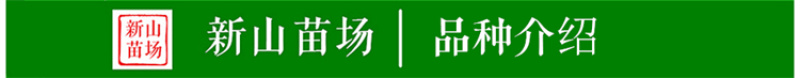 【小火罐柿苗】软柿吊红柿饼火葫芦灯笼涩柿挂树期长火晶柿子